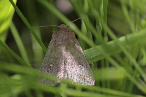 Réf. 265 403 : Mythimna albipuncta